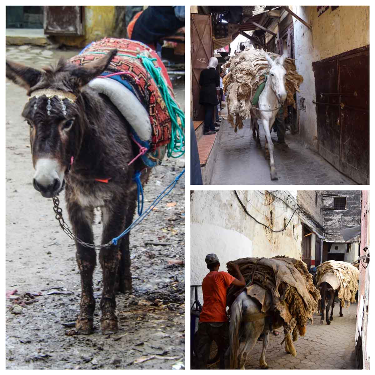 collage burros mulas copia
